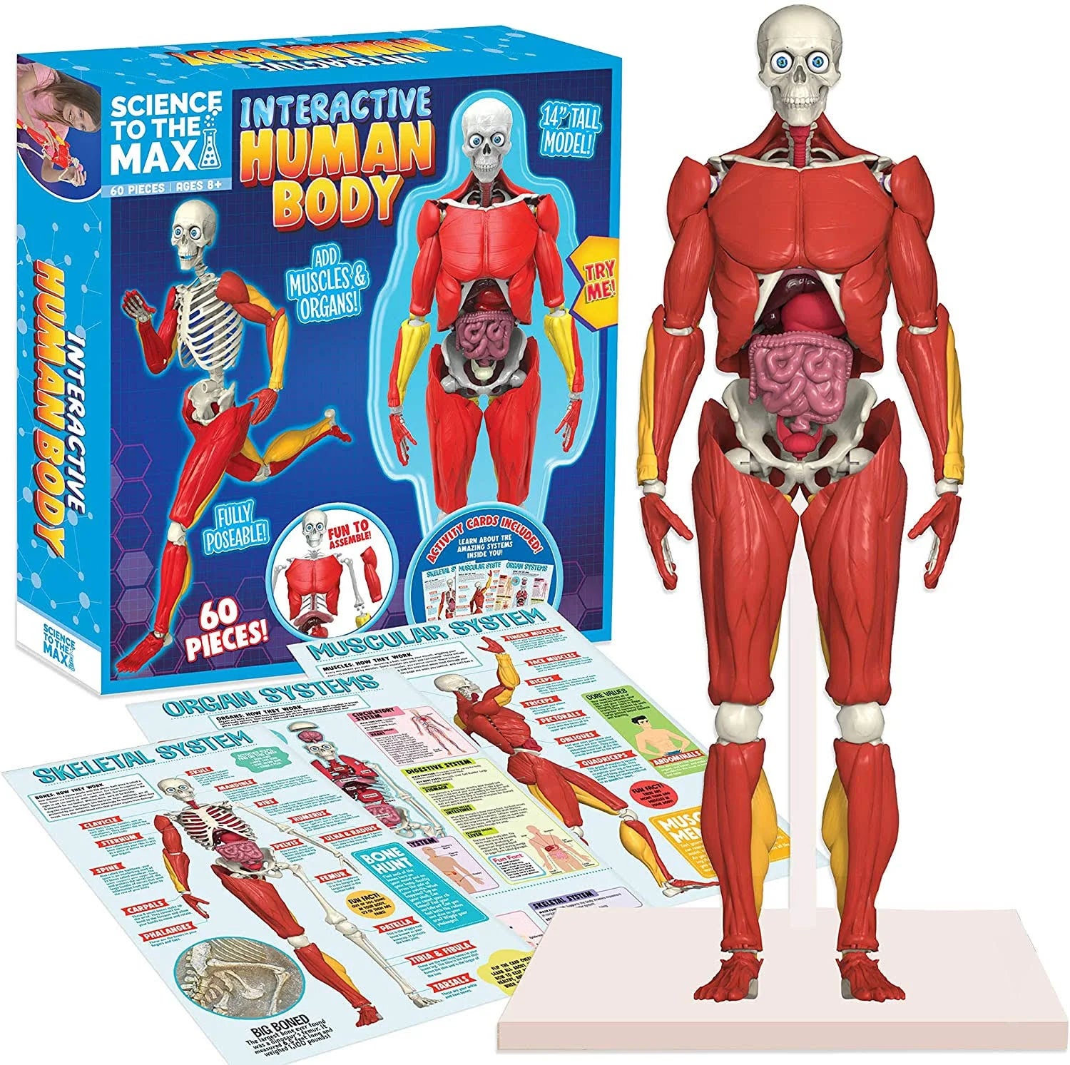 Interactive human body