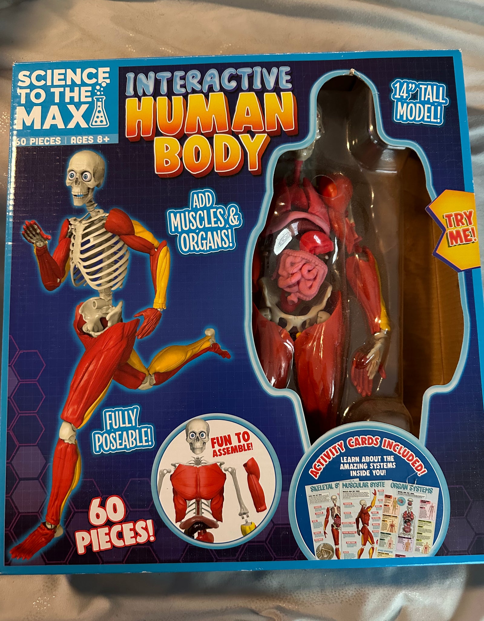 Interactive human body